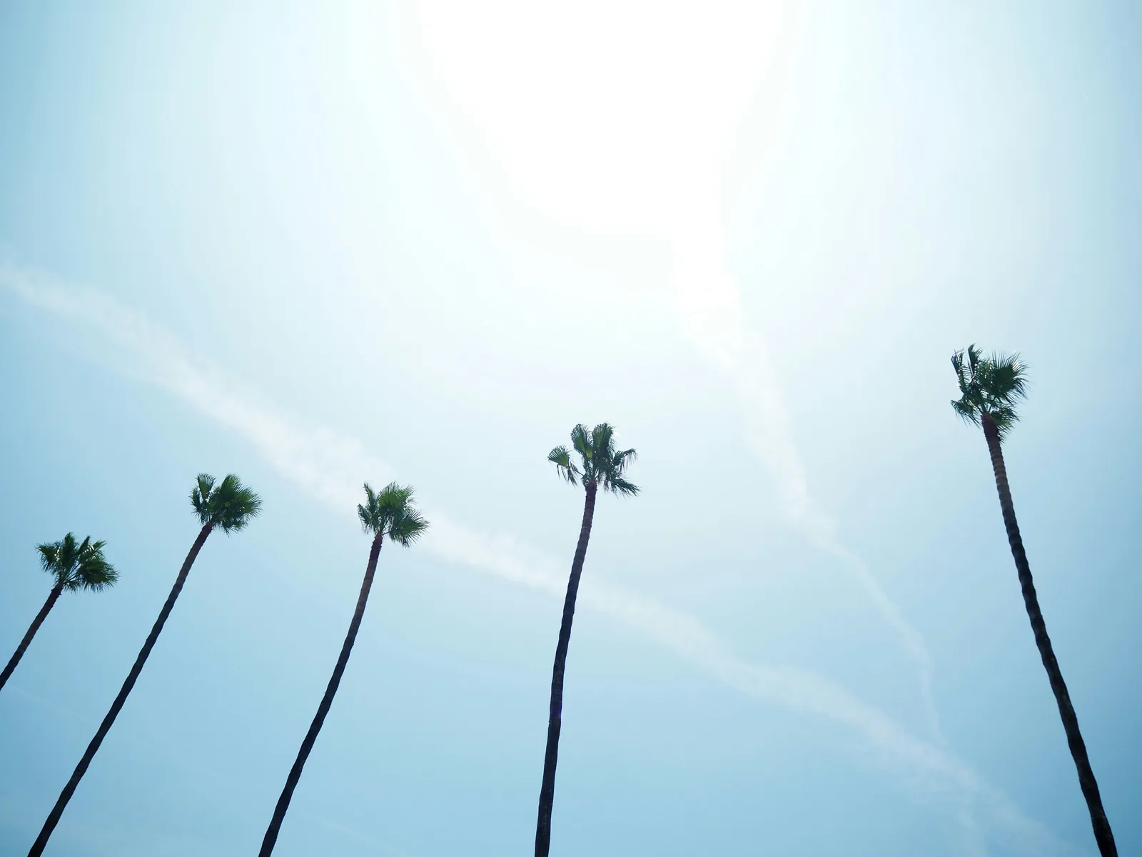 Palm trees against a pale Mediterranean sky on the Costa del Sol